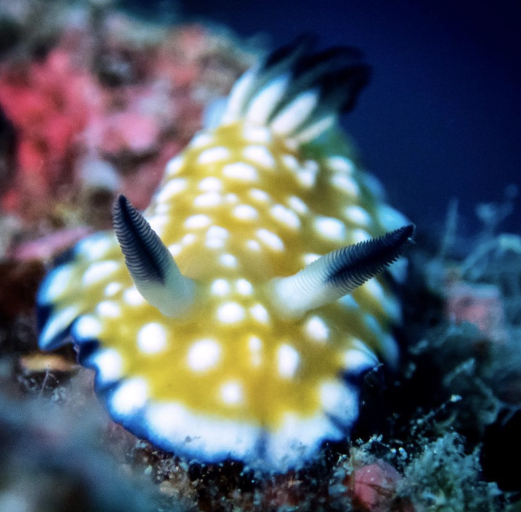 Olympas オリンパス Tg で水中を撮る おすすめのアクセサリー リトタビ 離島を旅する Olympas オリンパス Tg で水中を撮る おすすめのアクセサリー リトタビ 離島を旅する